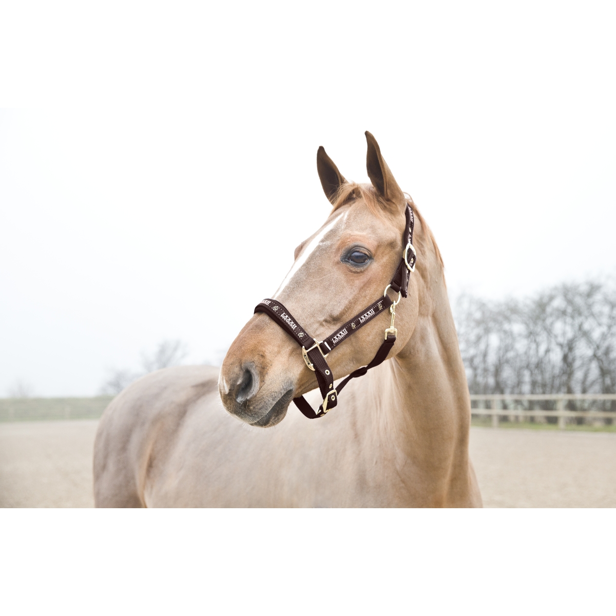 Horze Hamptons PONY päitsed, pruun - 