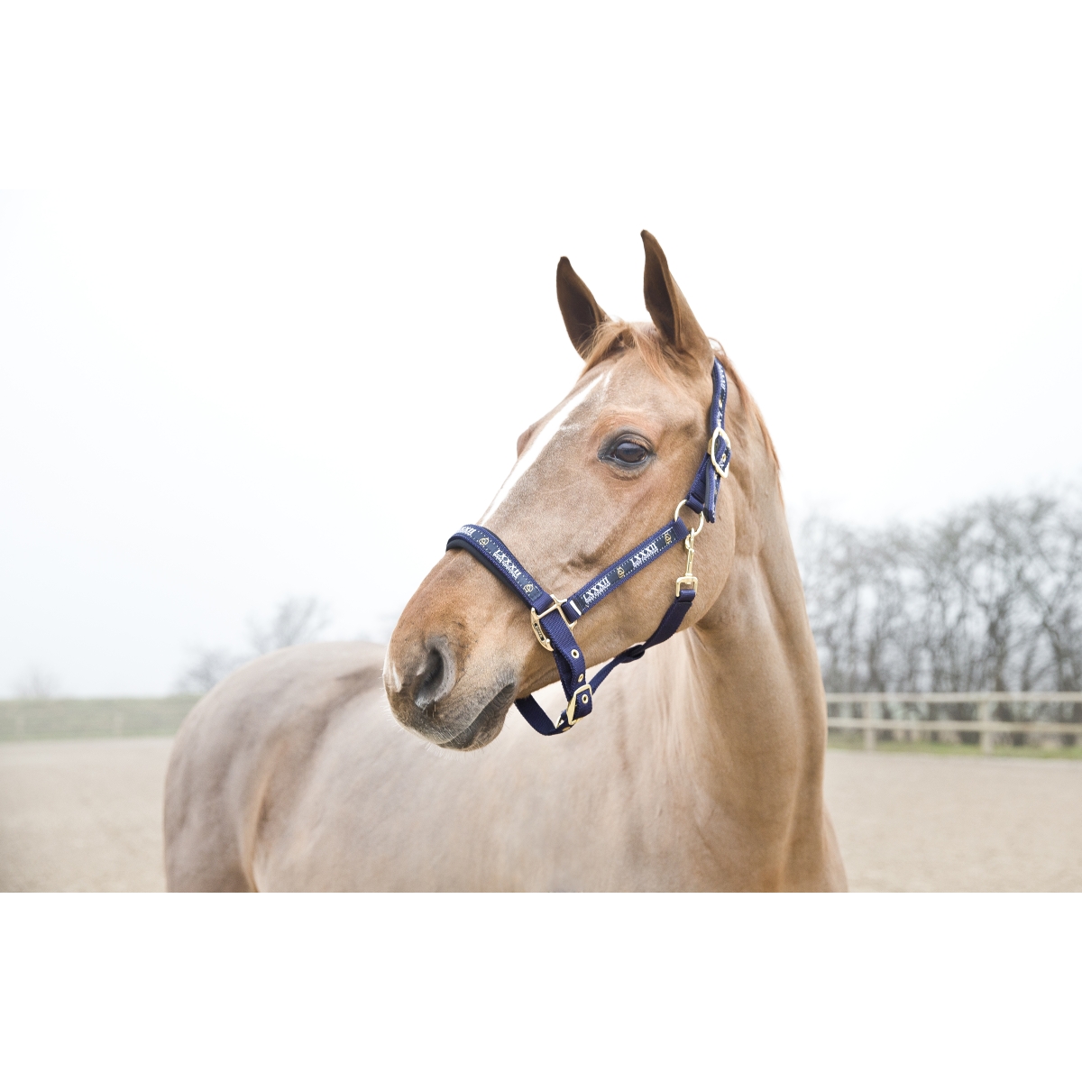 Horze Hamptons COB päitsed, tumesinine - 