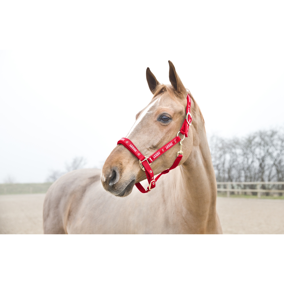 Horze Hamptons PONY päitsed, punane - 