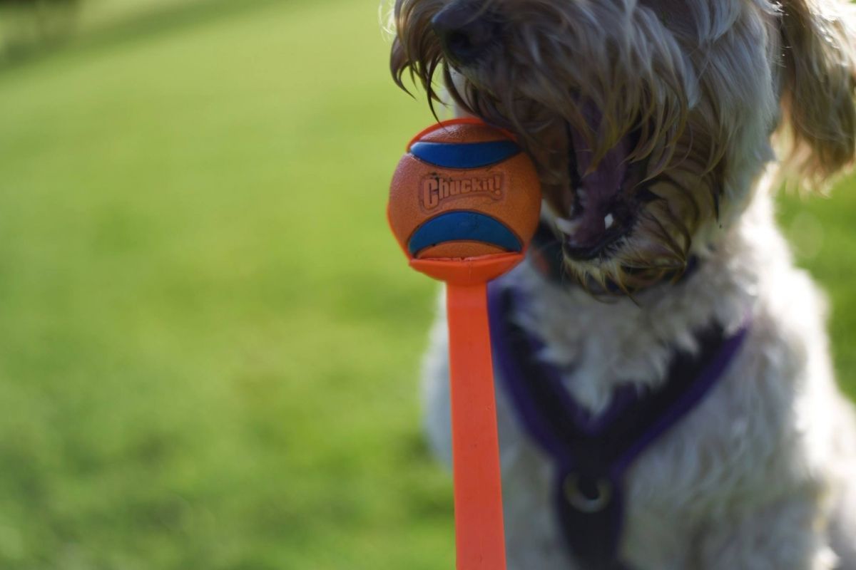 Chuckit Sport Ball Thrower kamuoliukų metiklis su kamuoliuku, S dydis -  2