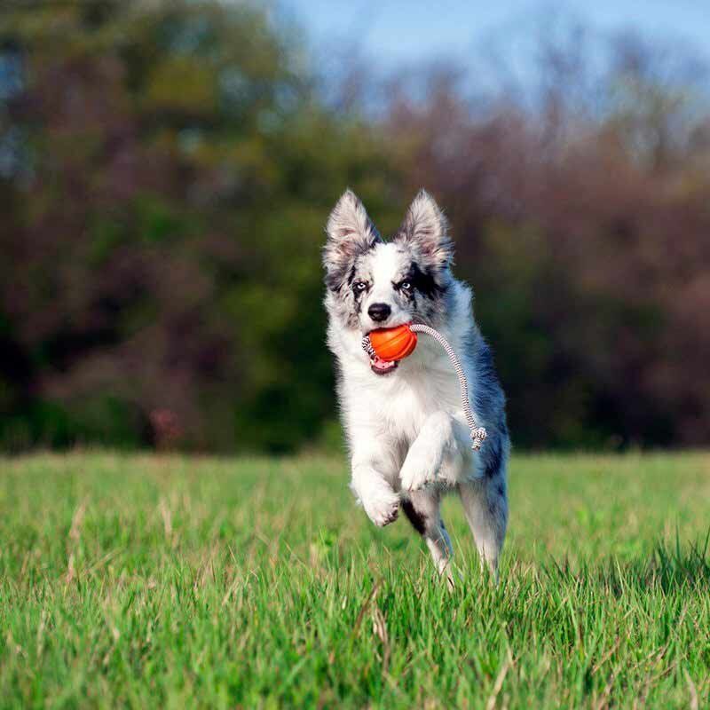 Collar Likers Cord žaislas šunims, 9 cm, oranžinis