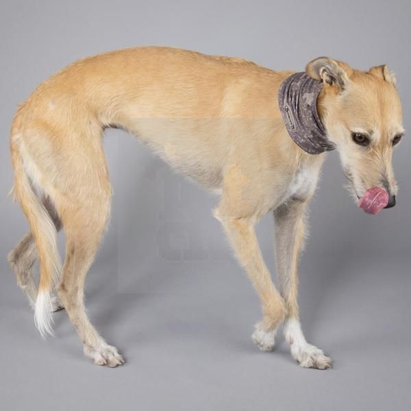 Scruffs Insect Shield Doggy Snood kaklo mova šunims nuo vabzdžių, S -  3